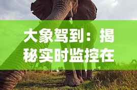 大象驾到：揭秘实时监控在野生动物保护中的应用