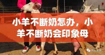 小羊不断奶怎办,小羊不断奶会印象母羊发青吗?