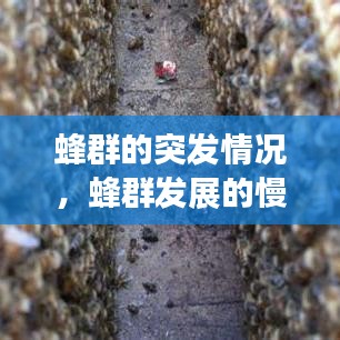 蜂群的突发情况,蜂群发展的慢怎么回事